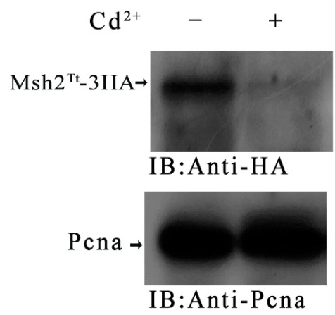 The expression level of Msh2Tt-3HA and Msh6Tt-3HA when the msh2i mutants mating with Msh2Tt-3HA or Msh6Tt-3HA mutants.jpg